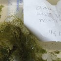 SITE15 PURPLE BLADDERWORT